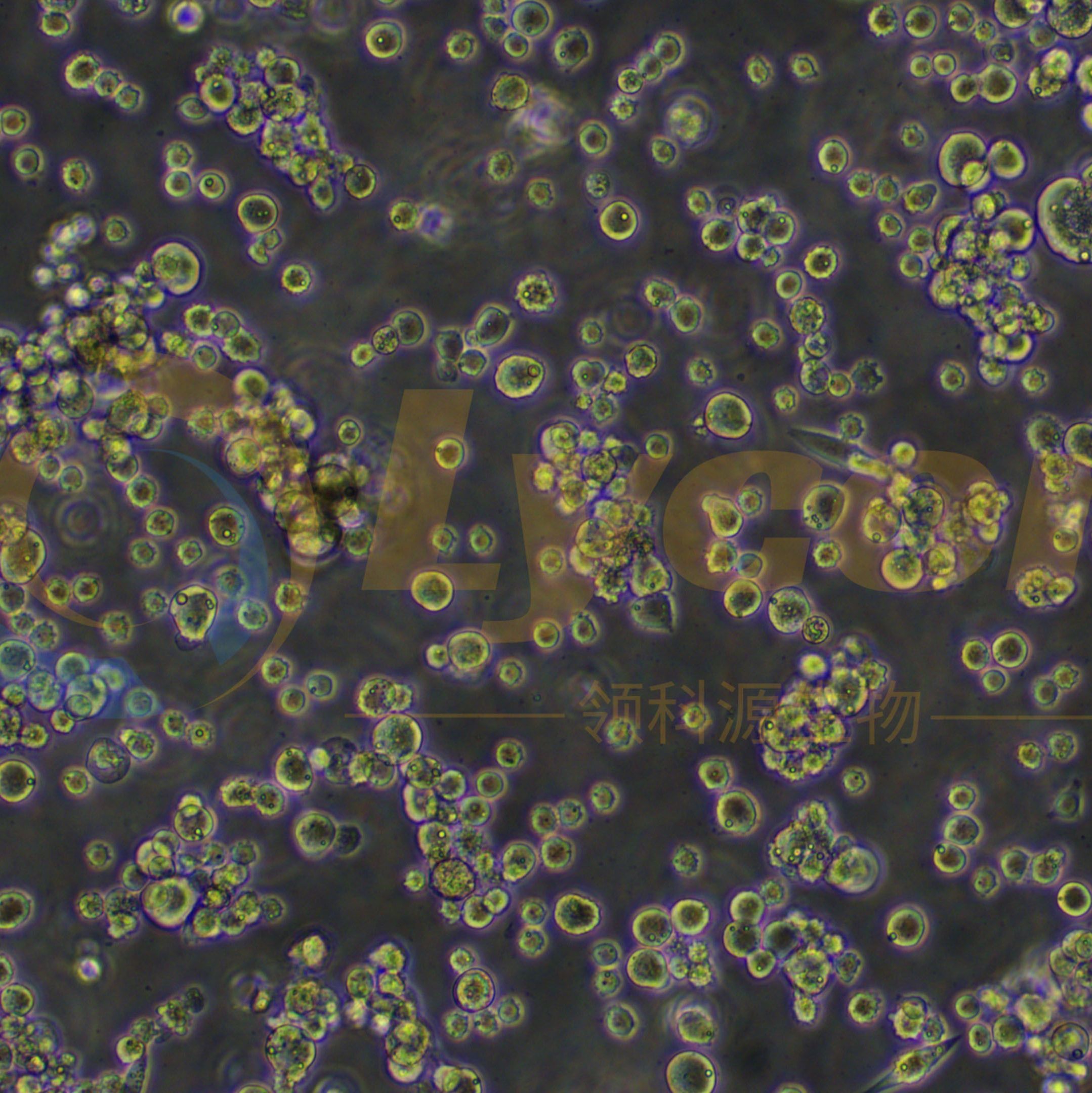 中国仓鼠卵巢细胞;CHO