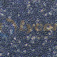 小鼠肾小球系膜细胞；SV40-MES-13（种属鉴定）