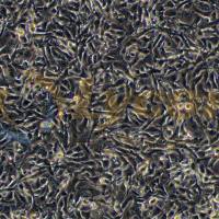 小鼠黑色素瘤细胞；B16-F10（种属鉴定）