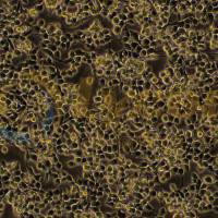 大鼠雪旺细胞;RSC96