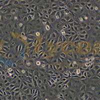 大鼠小肠隐窝上皮细胞；IEC-6