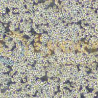小鼠肺泡巨噬细胞系;MH-S(种属鉴定)