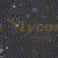 袋鼠肾细胞;Pt K1(NBL-3)