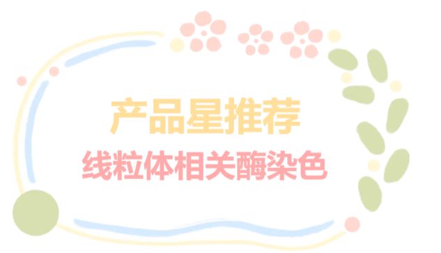 产品星推荐|线粒体相关酶染色(COX/SDH/ATPase/MAO)