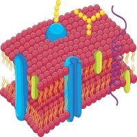 外泌体荧光标记