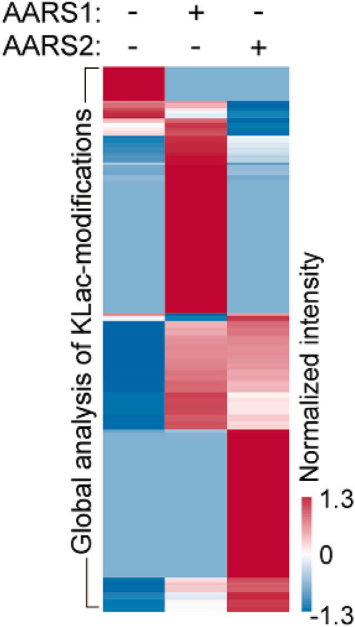 Cell Star Protocol 重磅解析： 无标签定量赖氨酸乳酸化蛋白组分析方案
