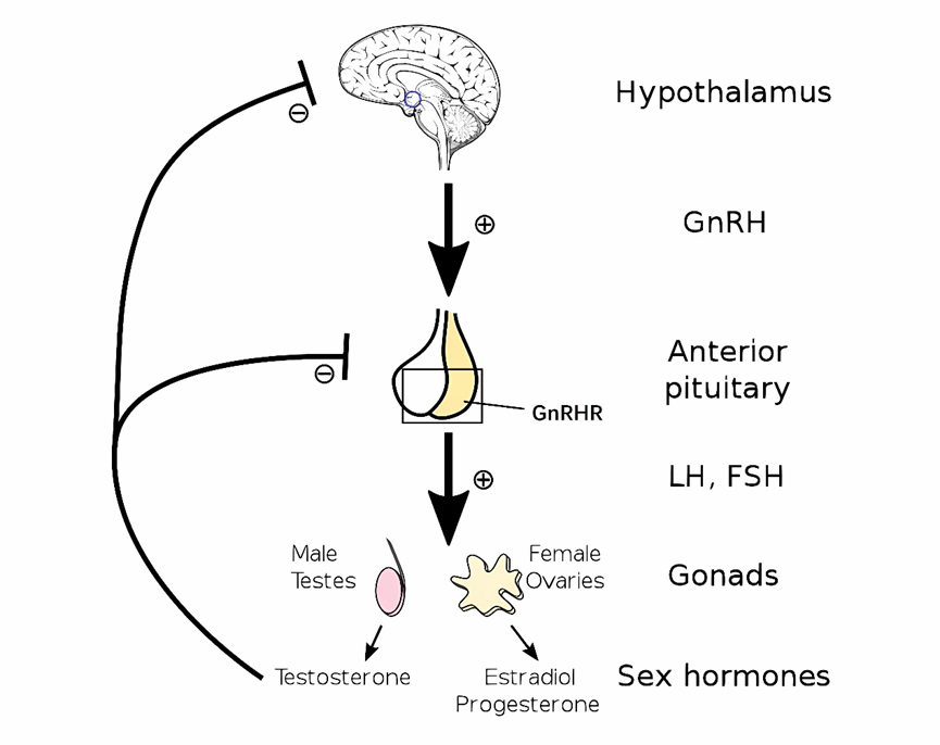 GnRHR：影响生殖的关键受体