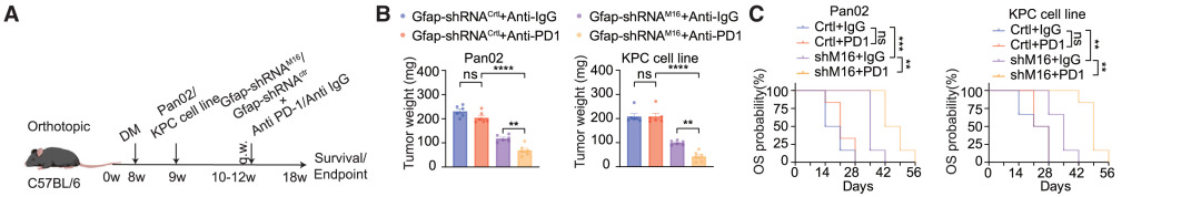 Cell Metabolism | 瑞金医院破解“糖癌”免疫逃逸密码，瑞舒伐他汀或成糖尿病相关胰腺癌患者救星