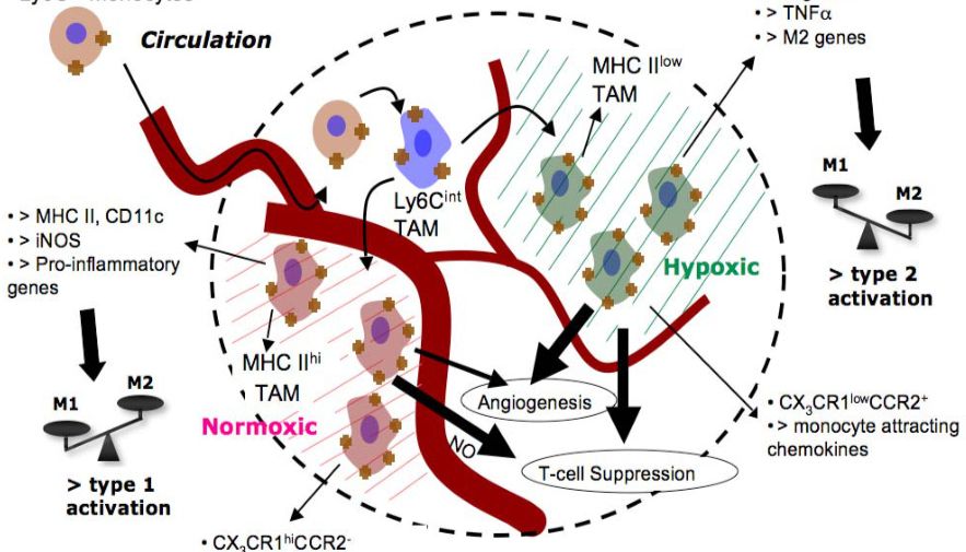 解码肿瘤微环境的“隐形杀手”：mIHC如何揭示癌症的免疫战场？
