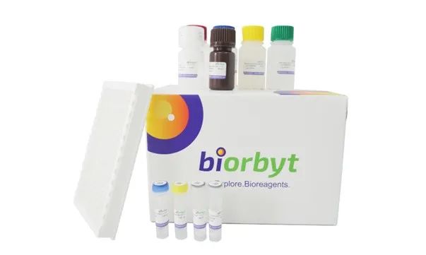 MBP-Tag Protein Purification Kit (Dextrin)