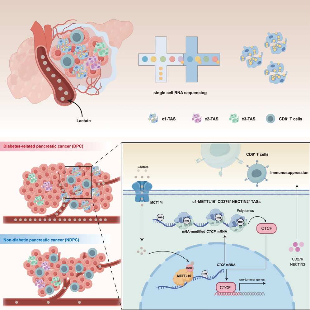 Cell Metabolism | 瑞金医院破解“糖癌”免疫逃逸密码，瑞舒伐他汀或成糖尿病相关胰腺癌患者救星