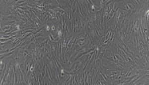 猪原代乳腺成纤维细胞性能特点