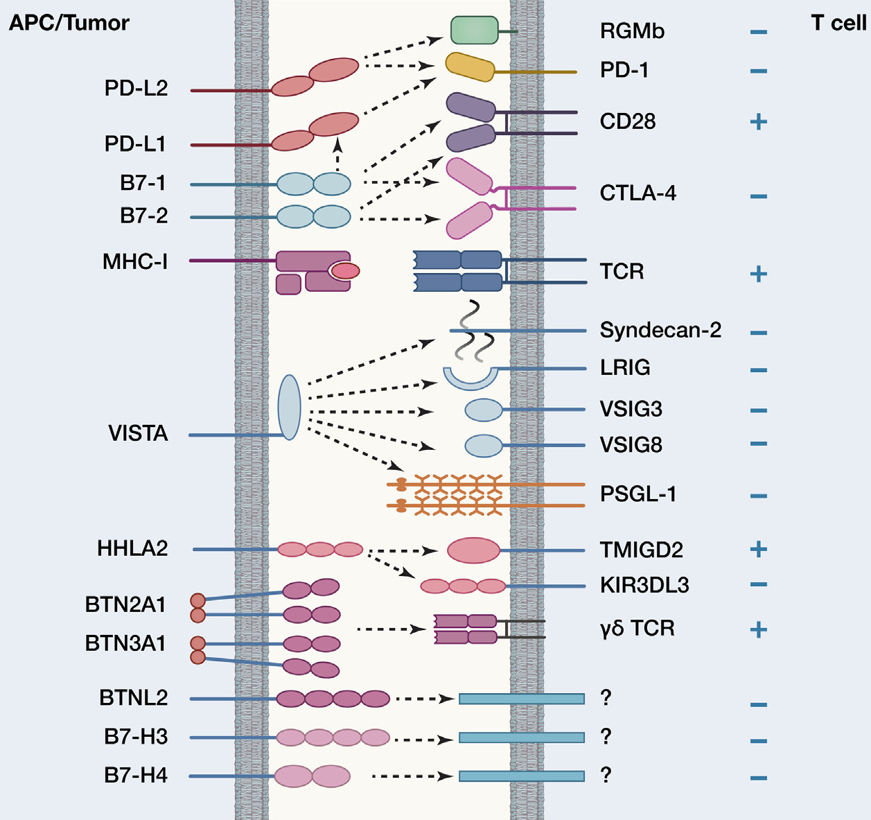 揭秘B7-CD28超家族：免疫检查点中的“调控大师”