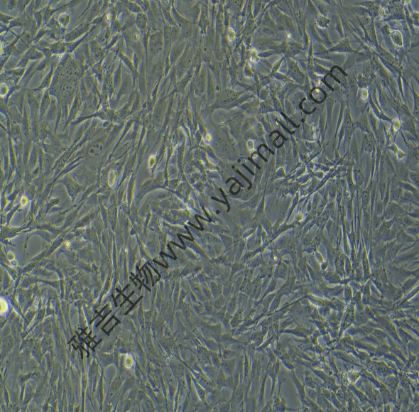 HGF人牙龈成纤维细胞