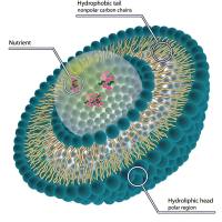 脂质体被去唾液酸促红细胞生成素(A-EPO)和聚乙二醇修饰 Liposome-PEG/A-EPO