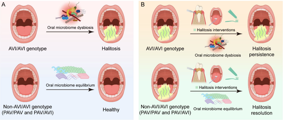 【文献解读】hTAS2R38 基因多态性调控口腔微生物群影响口臭发生及治疗效果的新发现