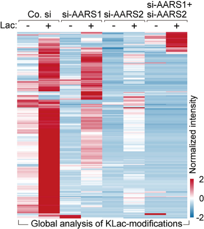 Cell Star Protocol 重磅解析： 无标签定量赖氨酸乳酸化蛋白组分析方案