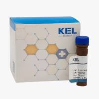 APC  anti-human CD16 Recombinant Antibody