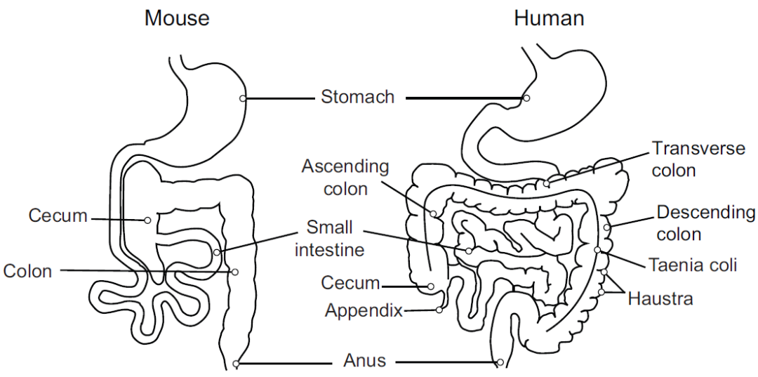 【on-target2.0】AAV感染肠道 | 血清型·启动子·注射用量 | 一篇就GO了！