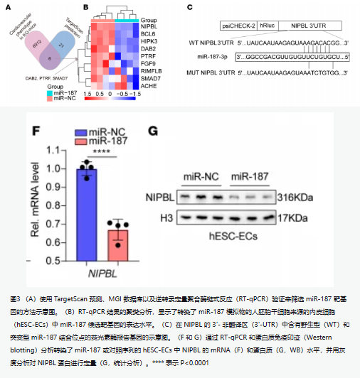 文献解读 | Countstar Castor类器官应用 --先天性心脏病发病机制和治疗靶点探索