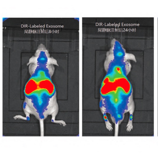 外泌体动物功能：小动物活体成像