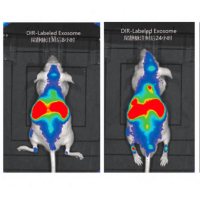 外泌体动物功能：小动物活体成像