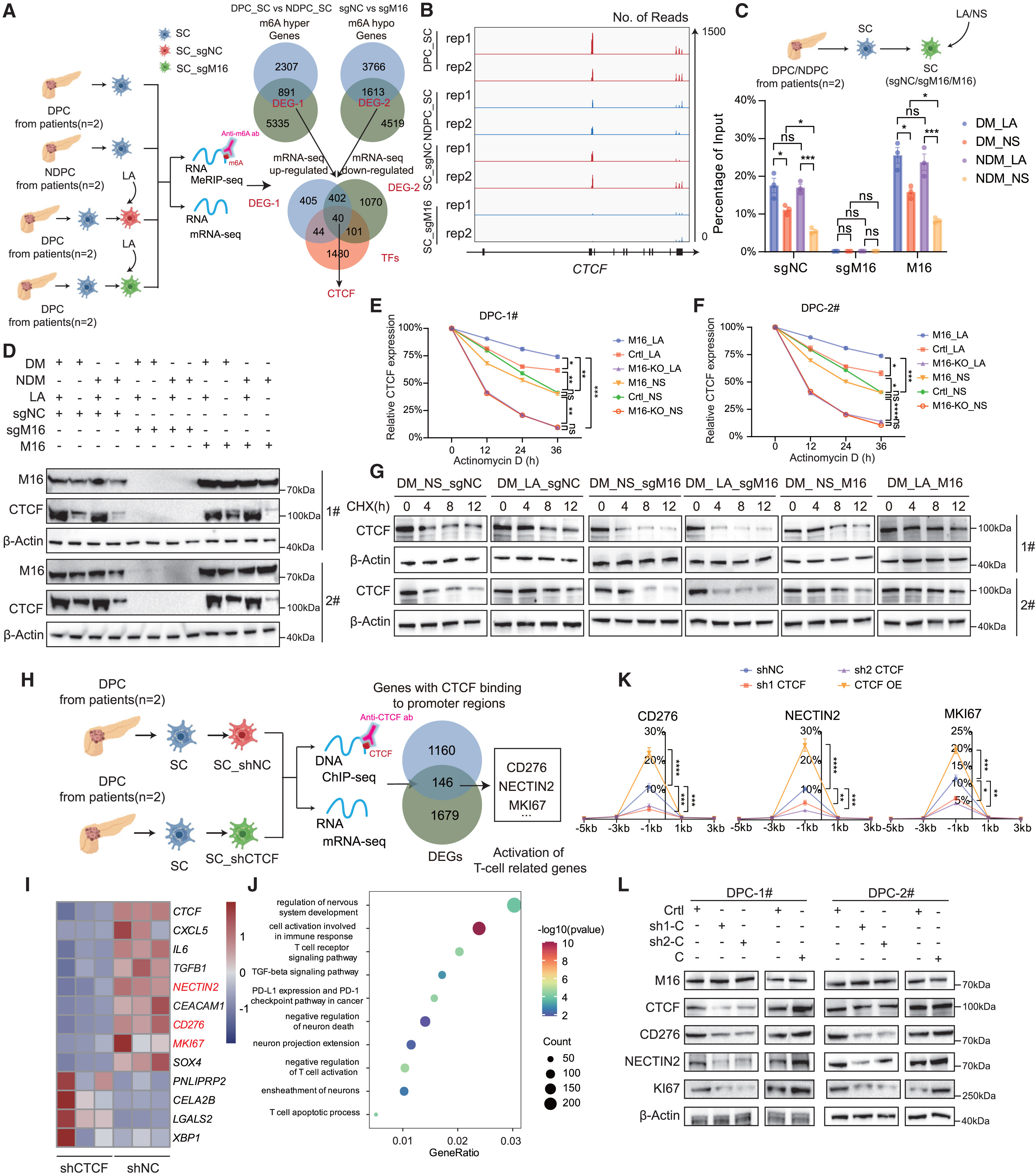 Cell Metabolism | 瑞金医院破解“糖癌”免疫逃逸密码，瑞舒伐他汀或成糖尿病相关胰腺癌患者救星
