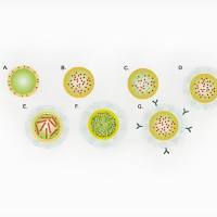 脂质体纳米颗粒包载依达拉奉和人参皂苷Rh2 Liposome@EDV/Rb2