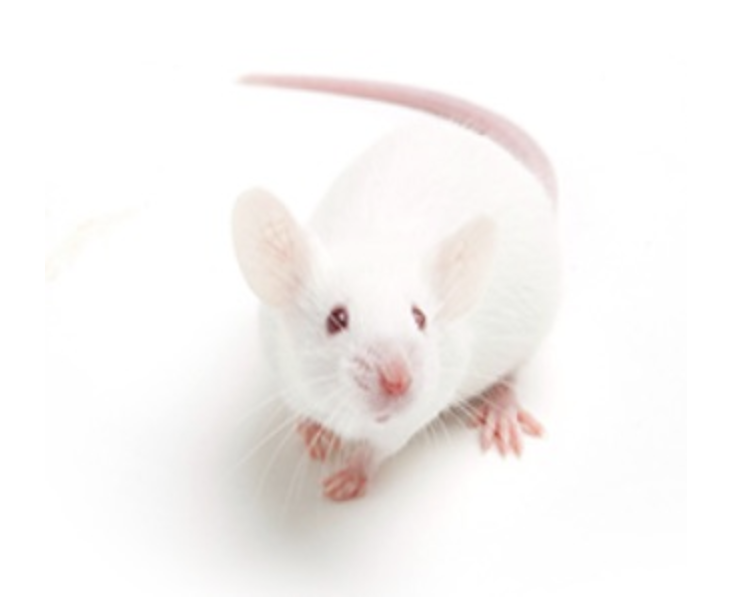 50%缩足测量实验方法