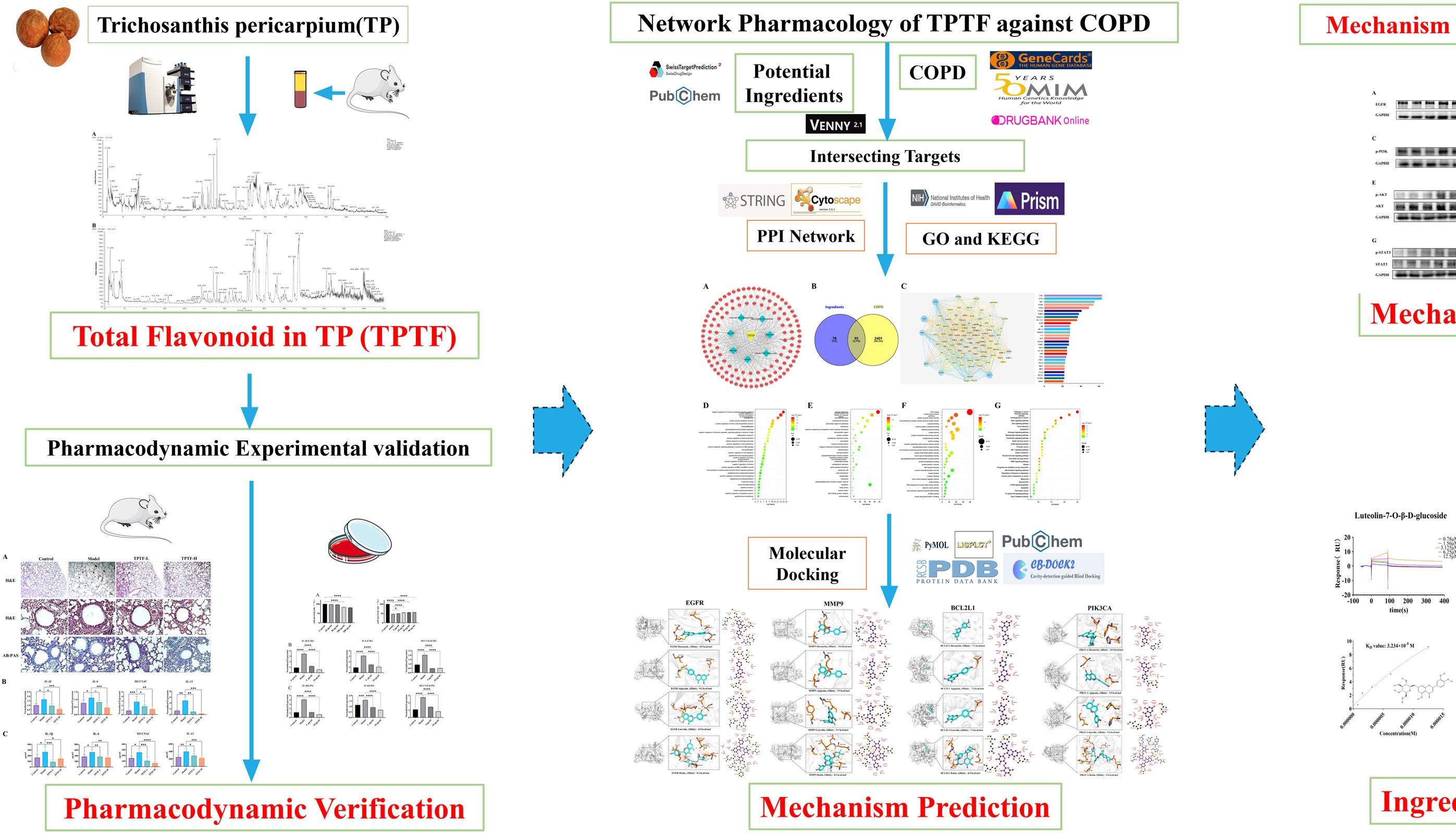 IF:8.3,血清化学+网络药理学+SPR验证，解析中药瓜蒌改善COPD的多靶点机制！