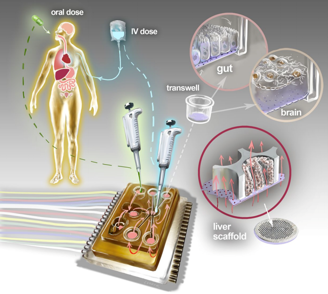 CN Bio于2018年开发出10器官芯片系统，发表于《自然·科学报告》