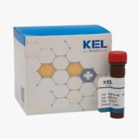 PE anti-human CD56 Recombinant Antibody
