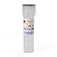 pGRE-luc (报告基因质粒)