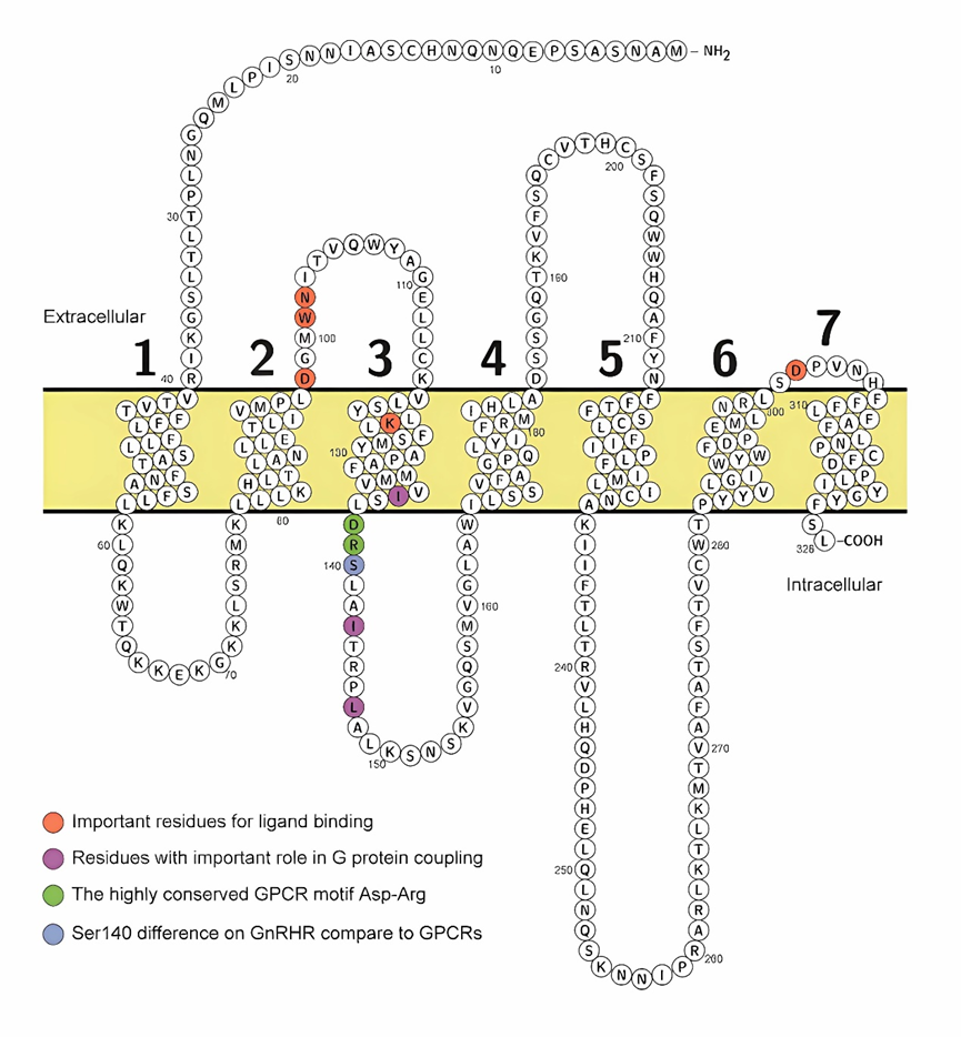 GnRHR：影响生殖的关键受体