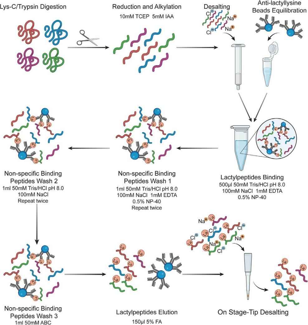 Cell Star Protocol 重磅解析： 无标签定量赖氨酸乳酸化蛋白组分析方案