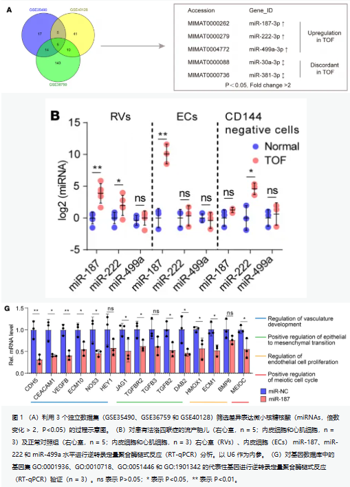文献解读 | Countstar Castor类器官应用 --先天性心脏病发病机制和治疗靶点探索