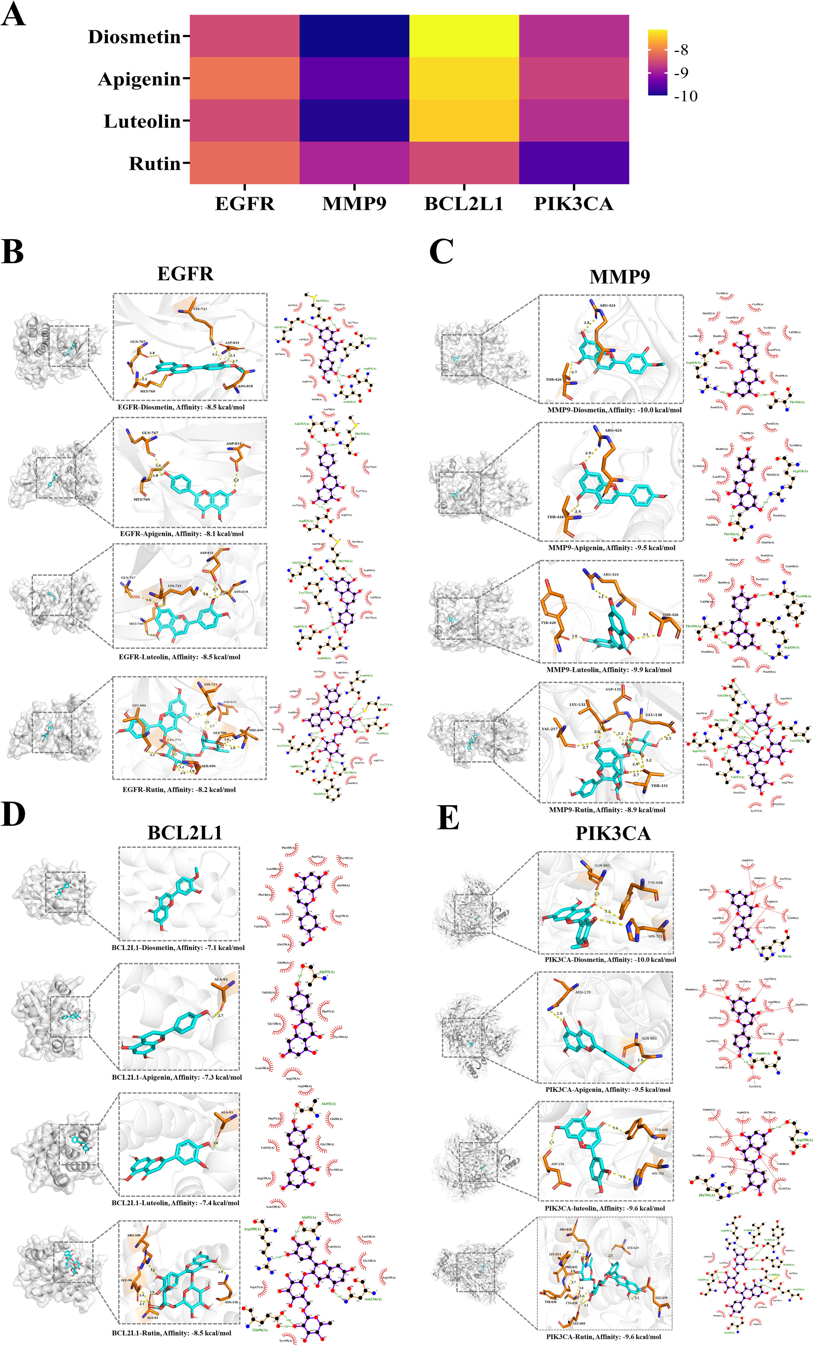 IF:8.3,血清化学+网络药理学+SPR验证，解析中药瓜蒌改善COPD的多靶点机制！