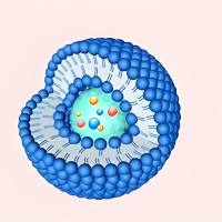 负载木犀草素的脂质体被三甲基壳聚糖修饰 luteolin@Liposome-TMC