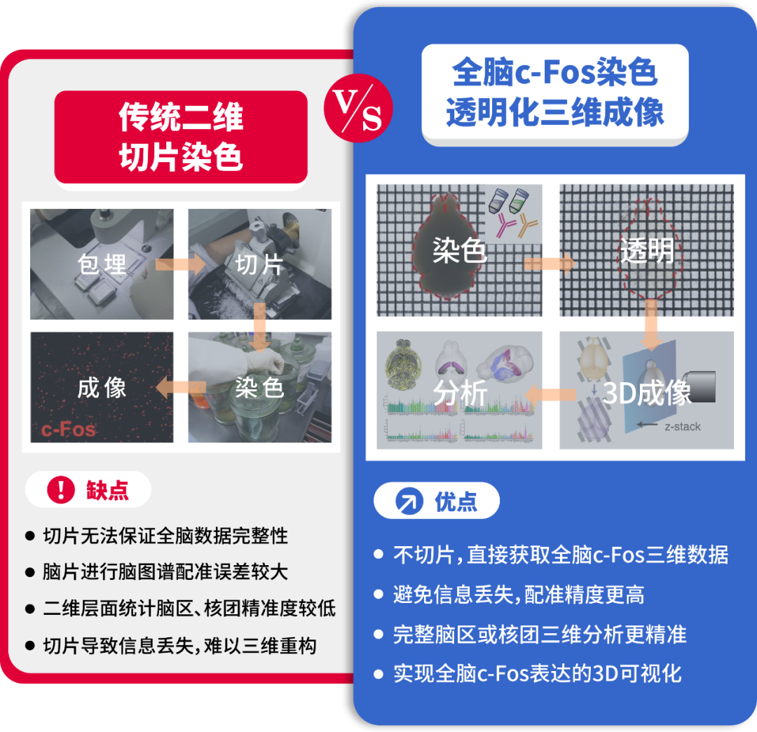 神经科学研究的王炸技术：全脑透明化c-Fos三维成像技术及其在神经科学中的应用！