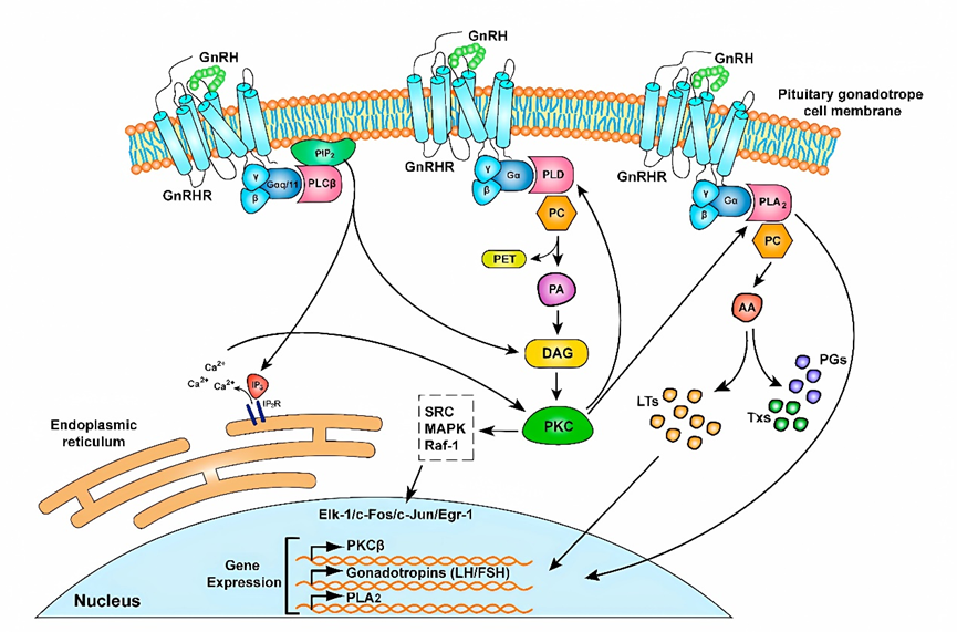 GnRHR：影响生殖的关键受体