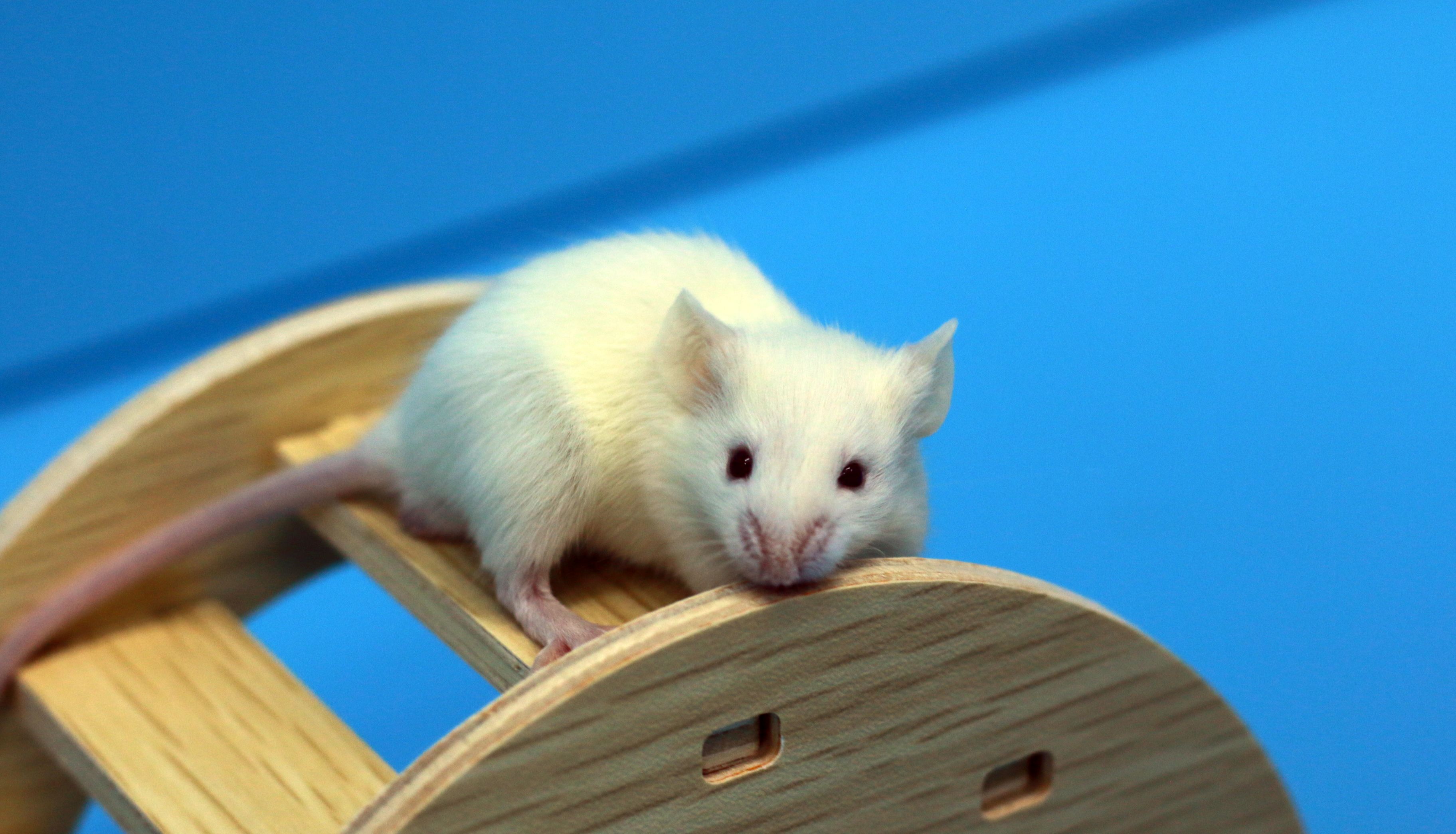 从 ICR 到 NOD 再到 NYG：实验小鼠模型的演进轨迹与生物医学研究的革新（一）