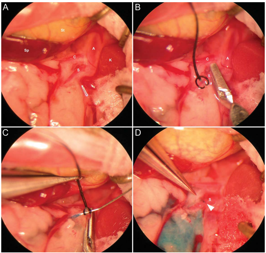 操作指南 | AAV感染肠道该怎么注射？