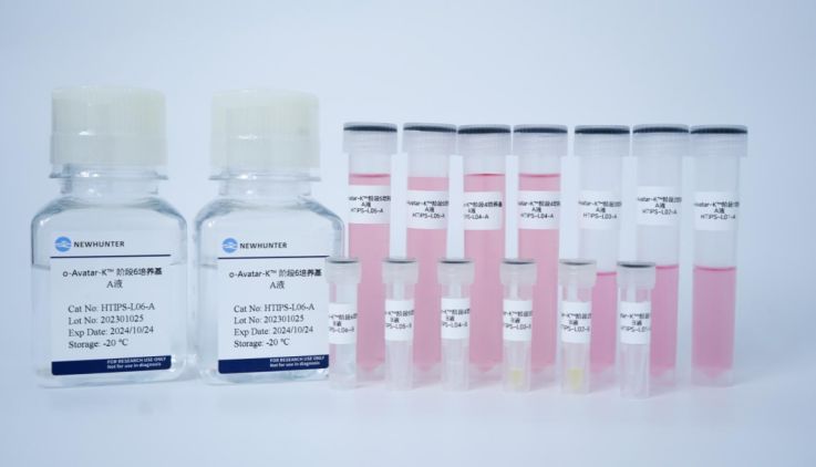 产品上新丨环特hiPSC诱导分化脑类器官培养试剂盒