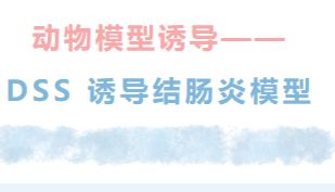 动物模型诱导——DSS 诱导结肠炎模型