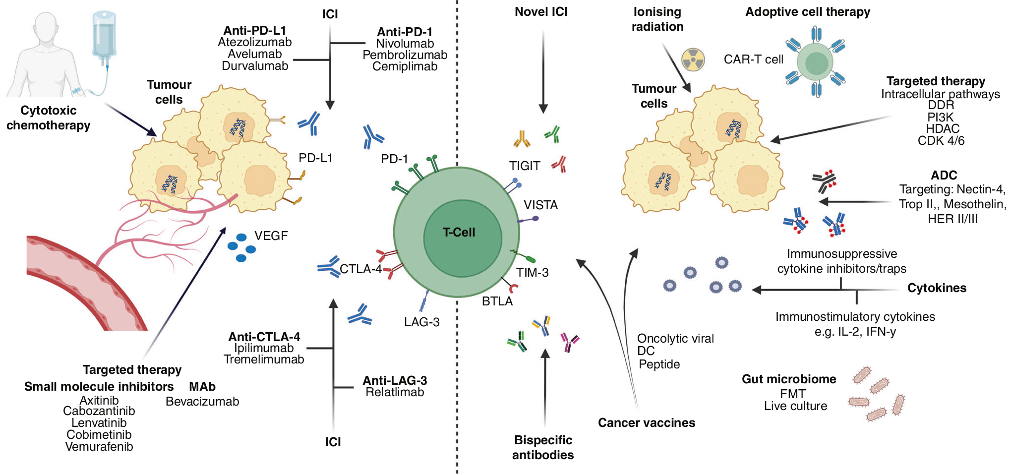 揭秘B7-CD28超家族：免疫检查点中的“调控大师”