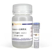 Phospho-IRS1(Ser307)抗体(兔多抗)