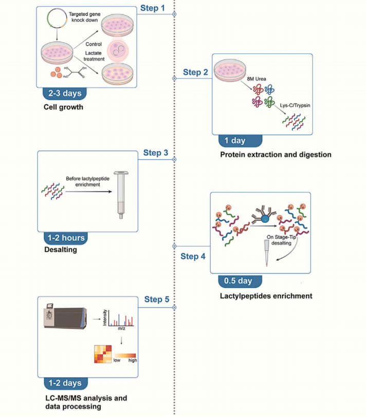 Cell Star Protocol 重磅解析： 无标签定量赖氨酸乳酸化蛋白组分析方案