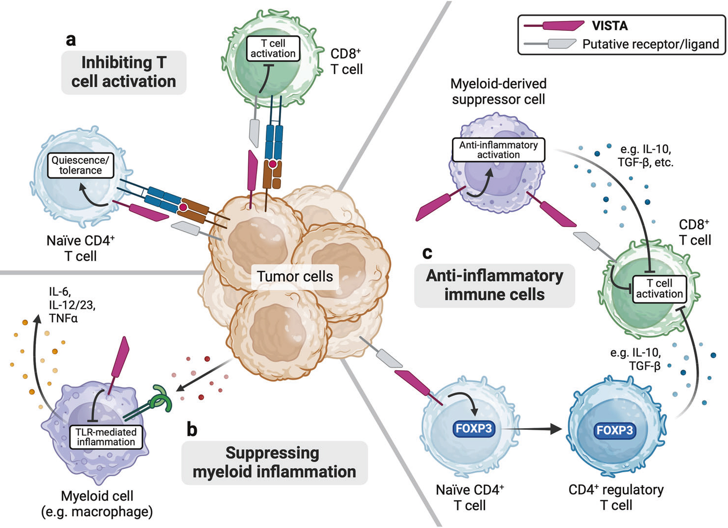 揭秘B7-CD28超家族：免疫检查点中的“调控大师”