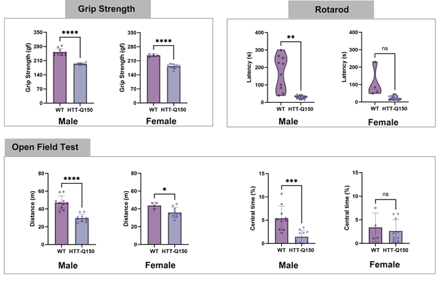 FVB-hHTT Q150 KI小鼠-疾病模型-亨廷顿舞蹈症