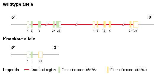 FVB-Abcb1a&Abcb1b DKO (Mdr1a/b